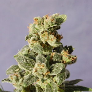 Kannabia - Gnomo Auto