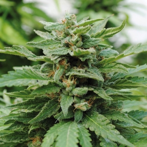 Kannabia - Karribean Mango