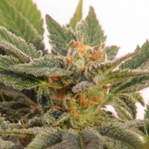 Kannabia - Kritic 70 Auto