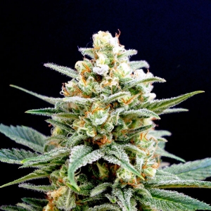 Kannabia - Kritikal K