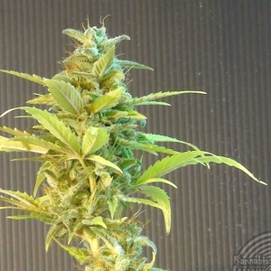 Kannabia - La Blanca Max Auto