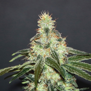 Kannabia - Mataro Blue CBD