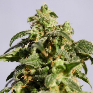 Kannabia - Power Skunk