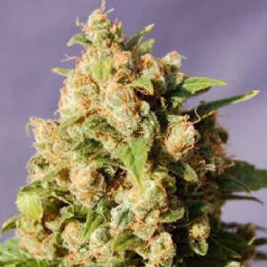 Kannabia - Kiss (ex Queso)