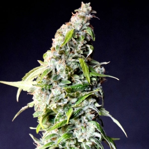 Kannabia - Boom Auto ( ex Speedy Gonzales Auto)