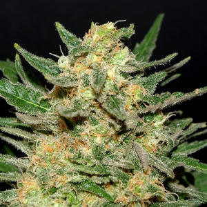 Kannabia - Thai Fantasy