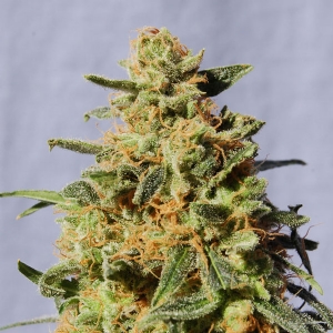 Kannabia - White Domina CBD