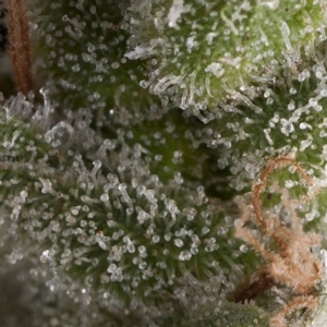 Pyramid Seeds - Fresh Candy Auto