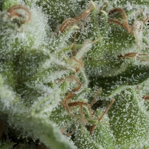 Pyramid Seeds - Kryptonite Auto