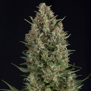 Pyramid Seeds - Wembley