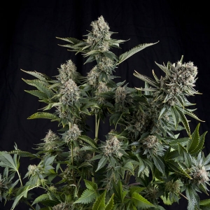 Pyramid Seeds - White Widow