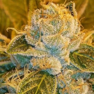 Ripper Seeds - Sour Ripper