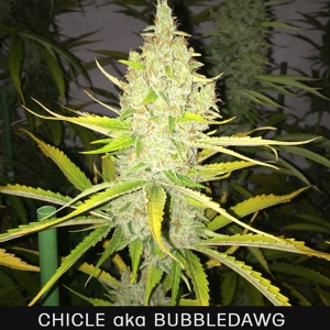 TH Seeds - Chicle aka Bubbledawg