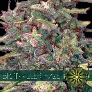 Vision Seeds - Brainkiller Haze 5 fem