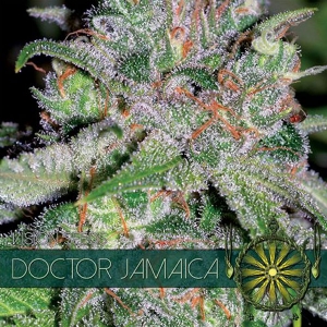 Vision Seeds - Doctor Jamaica