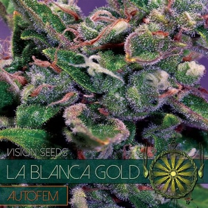 Vision Seeds - La Blanca Gold Auto