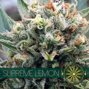 Vision Seeds - Supreme Lemon
