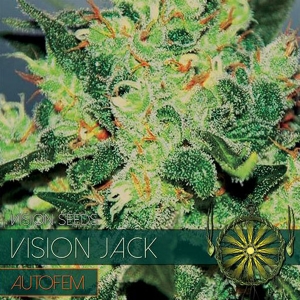 Vision Seeds - Vision Jack Auto