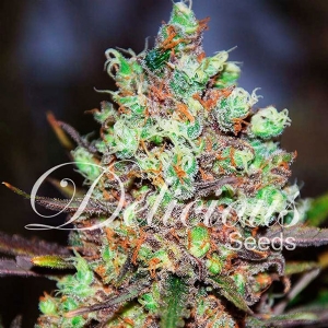 Delicious Seeds - Cotton Candy Kush