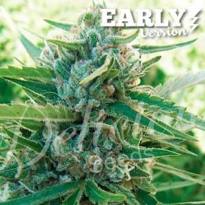 Delicious Seeds - Sugar Black Rose Fast Version