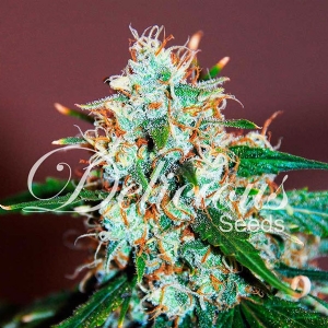 Delicious Seeds - Critical Neville Haze 2.0