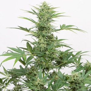 Dinafem - Industrial Plant CBD Auto