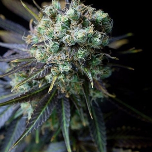 Dinafem - Dinamed CBD