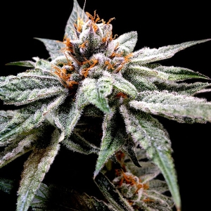 DNA Genetics - DJ s Gold