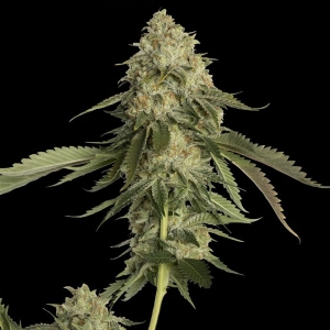 DNA Genetics - Golden Berry