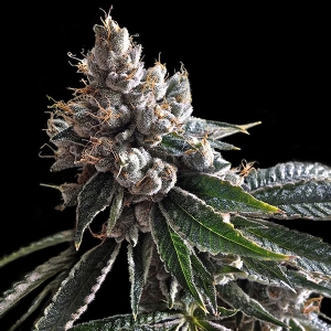 DNA Genetics - Golden Lemon