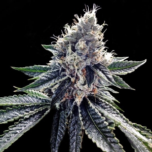 DNA Genetics - Sour Kosher