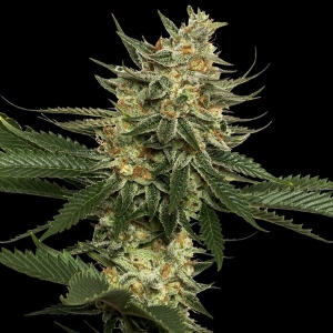 DNA Genetics - (RP) - Tangie Regolare