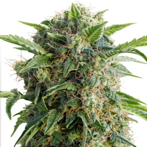 Dutch Passion - Daiquiri Lime Auto