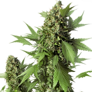 Dutch Passion - Duck Auto