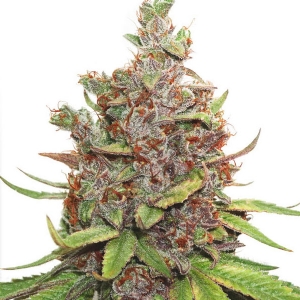 Dutch Passion - Glueberry OG Auto