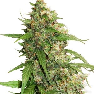 Dutch Passion - CBD Compassion Lime Auto