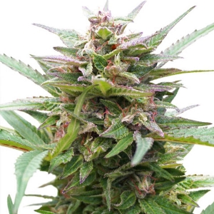 Dutch Passion - Forest Dream