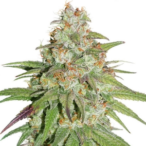 Dutch Passion - Glueberry OG