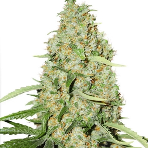 Dutch Passion - Think Fast