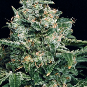 Exotic Seeds - Sir Jack Auto