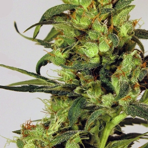 Exotic Seeds - Spicy Bitch Regolare