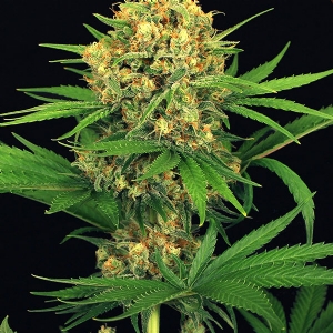 Exotic Seeds - Tangerine Kush