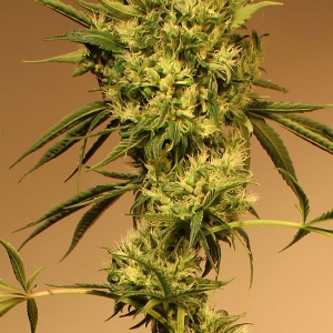 Exotic Seeds - White Jewel Regolare