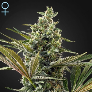 Green House - CBD Super Lemon Haze Auto