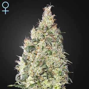 Green House - Great White Shark CBD