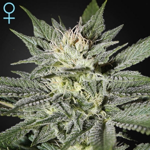 Green House - Kings Kush CBD