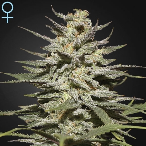 Green House - Super Lemon Haze CBD