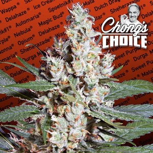 Paradise Seeds - L.A. Amnesia