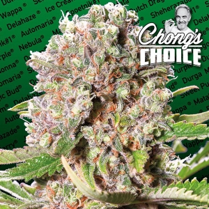 Paradise Seeds - Mendocino Skunk