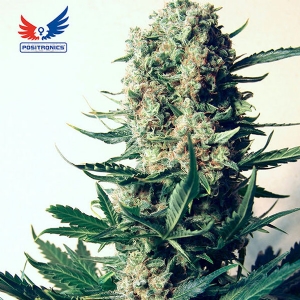 Positronics - Critical#47